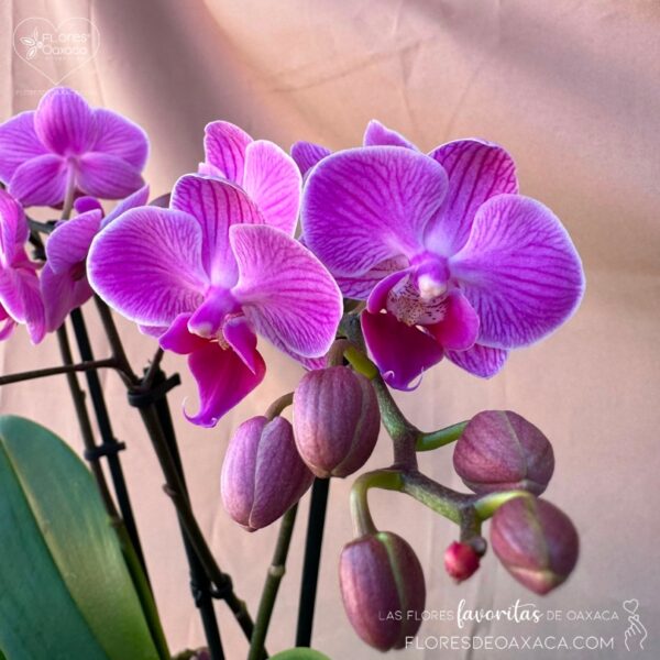 Orchid Garden Baby - Image 2