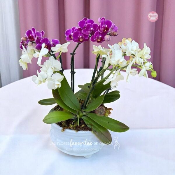 Orchid Garden Baby