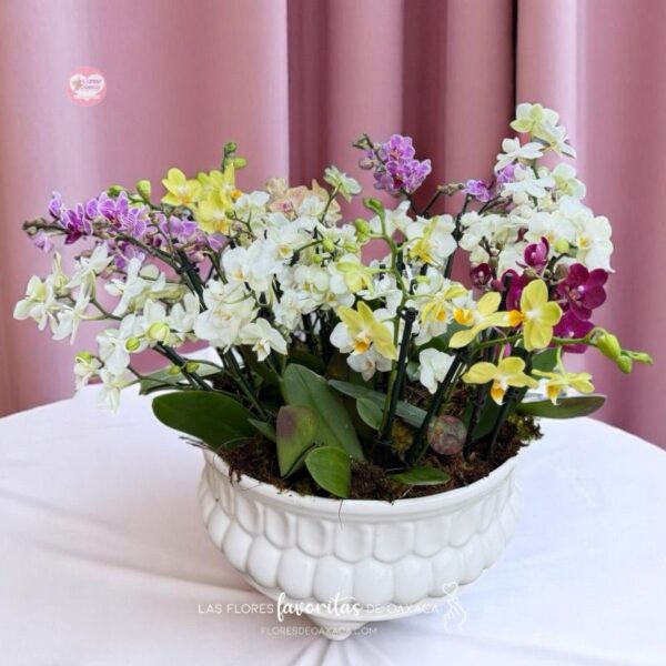 Orchid Garden Deluxe