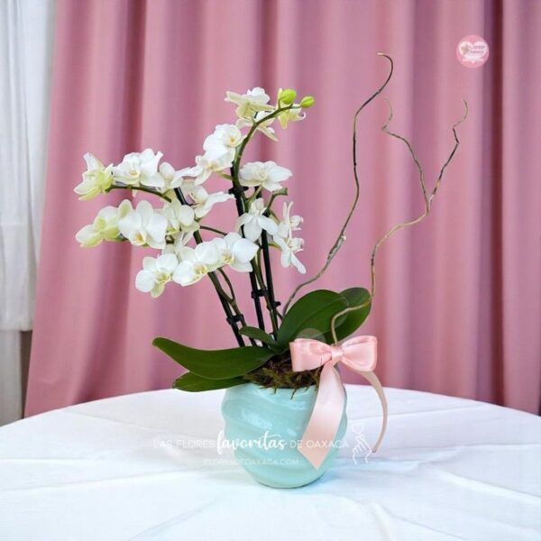Orquídea mini Phalaenopsis