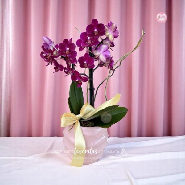 Orquídea mini Phalaenopsis - Image 2