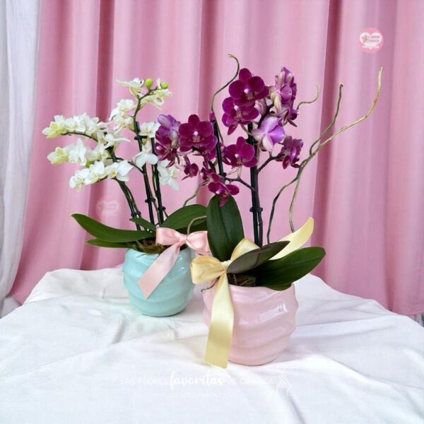Orquídea mini Phalaenopsis - Image 3