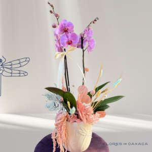 Phalaenopsis Bunny Blue