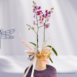Orquídea Phalaenopsis Mommy